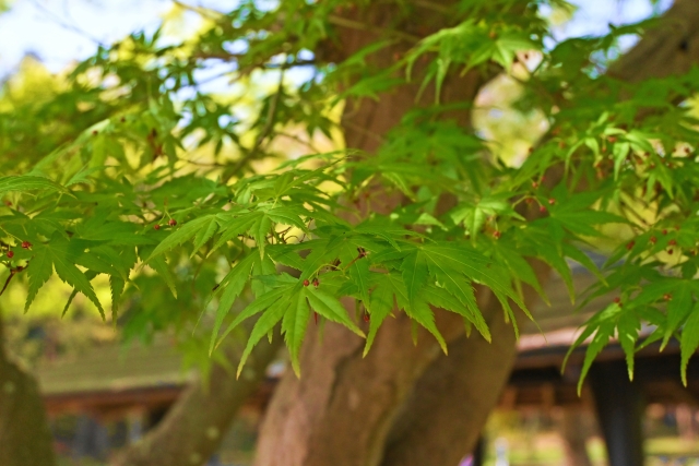 【第29番 海上山 千葉寺】御朱印対応の休止について